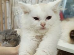 -楼上猫咖(罗湖店)