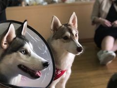 -Husky Go! 哈士奇体验馆·宠物咖啡厅狗咖