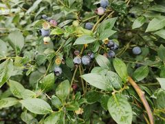 -金谷域澳洲庄园