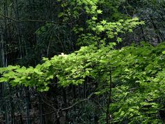 -藏龙百瀑风景区