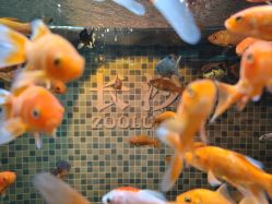 -Zoolung Zoolung动物主题公园(海信广场店)