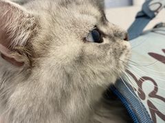 -纳吉亚猫专科动物诊疗中心(蒋宅口分院)