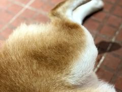 -柴犬高等学院·狗咖·柴犬售卖·宠物训练