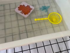 -前小桔亲子创意农场·草莓采摘·露营烧烤