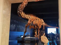 -美国自然历史博物馆