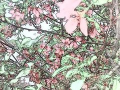 -天适樱花悠乐园