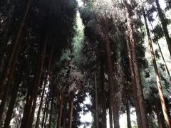 -武陵山森林公园