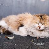 “共享领养”是什么骚操作 请确认好责任再来领养