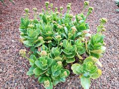 -南通洲际绿博园