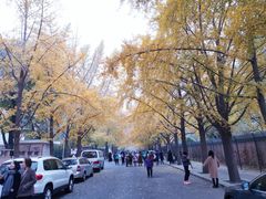 -三里屯东五街银杏大道