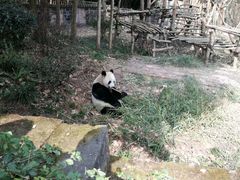 -都江堰中华大熊猫苑