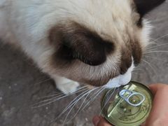 -喵屿·大理花园猫咖