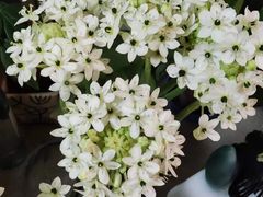 -亭亭鲜花店(中山北路店)