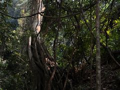 -西双版纳原始森林公园