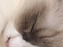 -李小姐の猫咖啡馆(五角场店)
