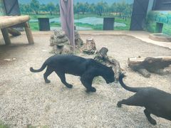 -昆明动物园
