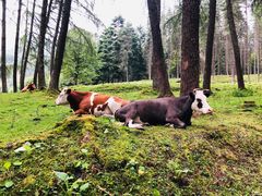 -硗碛藏寨·神木垒景区