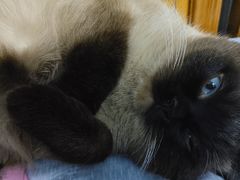 -宠颐生动物医院·心脏科·保险定点(锦阳分院)