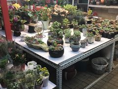 -宝鸡东道花鸟鱼虫市场(吉利花园商场店)