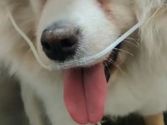 -爱佳宠物中心医院24H·CT·骨外科·猫专科(瑶海万达店)