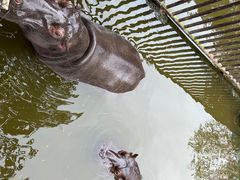 -海南热带野生动植物园