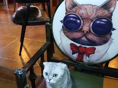 -李小姐の猫咖啡馆(五角场店)