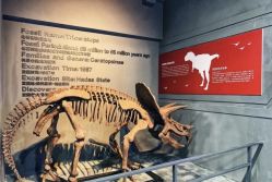 -恐龙探索乐园(磁器口店)