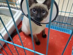 -爱侣宠医·鹦鹉专科·小型哺乳类·异宠专科(灵石路店)