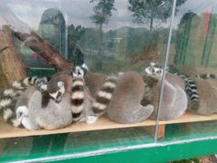 -泉州海丝野生动物世界