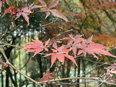 -大宁郁金香公园-停车场