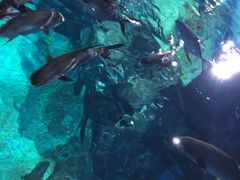 -暹罗海洋世界