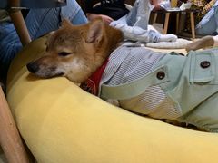 -逗柴咖啡屋·狗咖猫咖宠物桌游