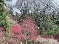 -南京古林公园