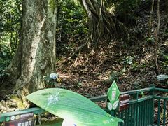 -西双版纳原始森林公园