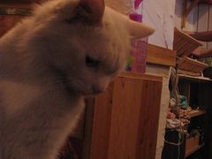 -Babycat私家御饼屋(龙头路一店)