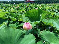 -荷塘月色湿地公园·向阳花洲