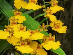 -深圳仙湖植物园