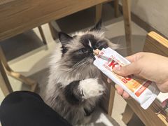 -藏猫猫咖啡主题馆(中央大道店)