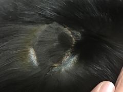 -天津前进宠物医院(前进道店)