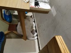 -藏猫猫咖啡主题馆(中央大道店)