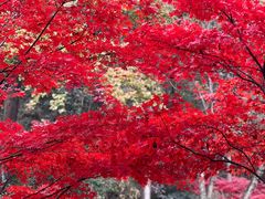 -岳麓山风景名胜区