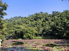 -西双版纳傣族园-曼春满佛寺