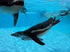 -帝企鹅自助餐厅•儿童岛•真企鹅(长隆企鹅酒店)