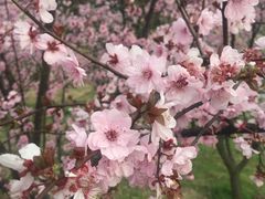 -石塘人家
