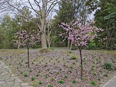 -上海滨江森林公园