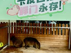 -廊坊固安福朋喜来登酒店