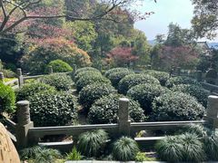 -十八棵（老龙井）御茶园(老龙井店)