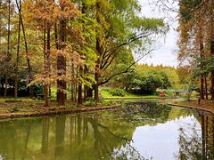 -上海共青森林公园