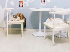 -喵的天空名猫咖啡馆·撸猫·猫舍·用品