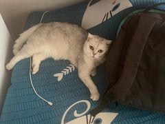 -宠爱国际动物医院· 猫科· 外科·中兽医(长白店)